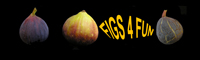Figs 4 Fun Website